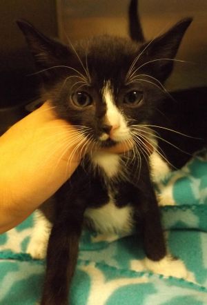 Kc-26 Domestic Short Hair Cat