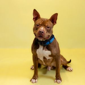Primary Color Brown Secondary Color Tan Weight 73lbs Age 1yrs 6mths 3wks Animal has been Neutere