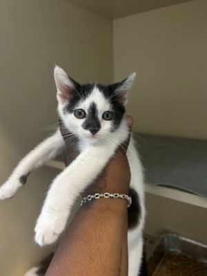 Yuka- Adopted TA Domestic Short Hair Cat