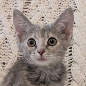 Urusula, Baby Female Domestic Short Hair