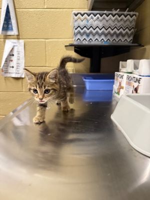 Tylee, Baby Female Domestic Short Hair
