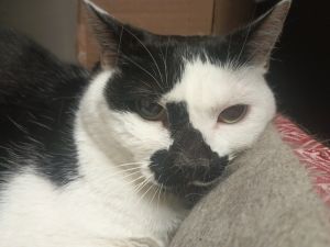CoCo, Adult Female Domestic Short Hair