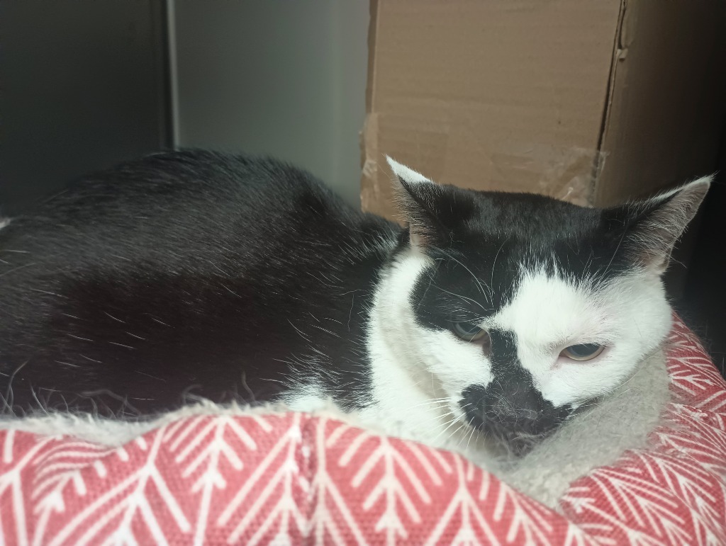 CoCo, an adoptable Domestic Short Hair in Kenai, AK, 99611 | Photo Image 2