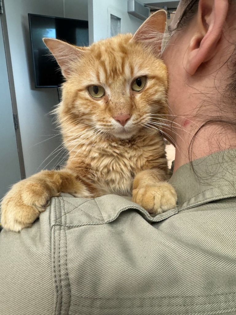 Gerald, an adoptable Domestic Medium Hair in Kenai, AK, 99611 | Photo Image 1