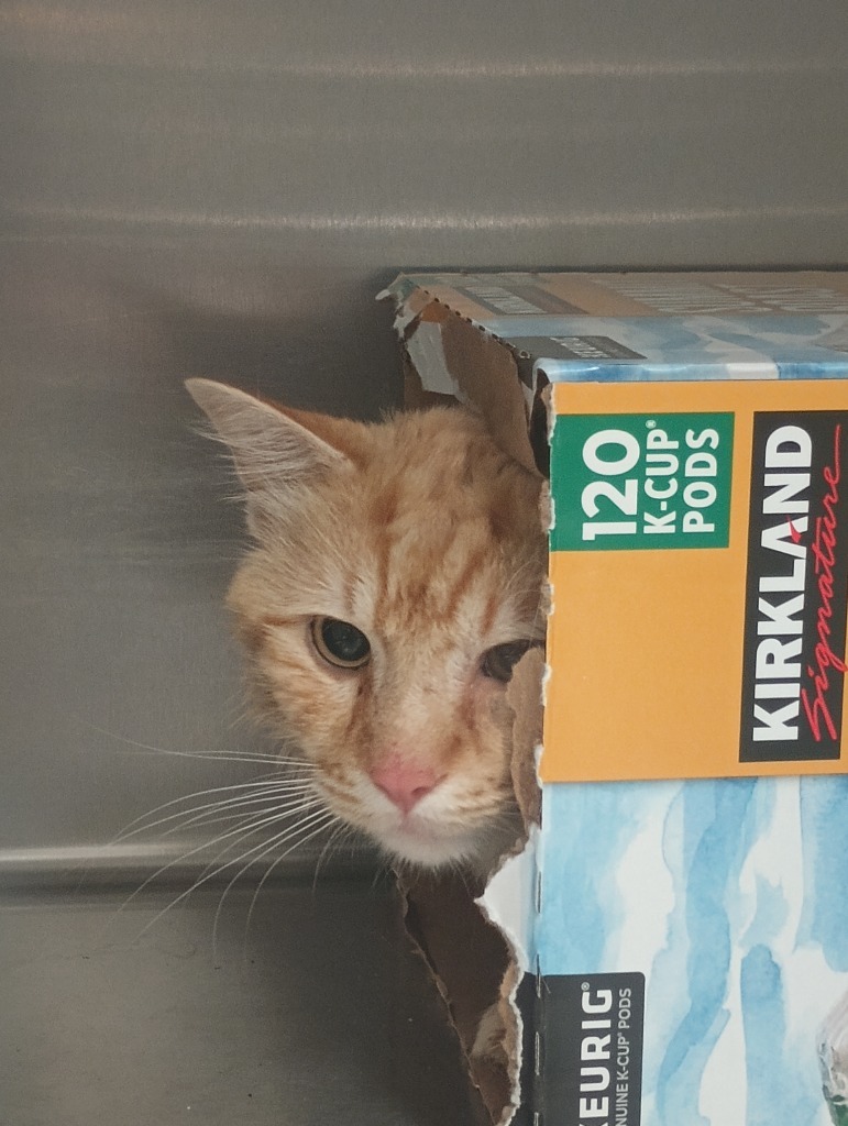 Gerald, an adoptable Domestic Medium Hair in Kenai, AK, 99611 | Photo Image 2