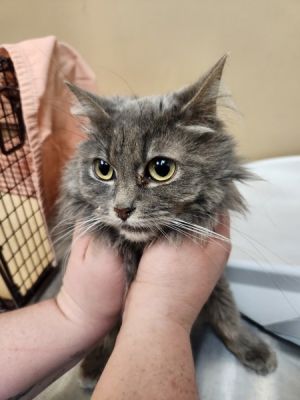 Primary Color Grey Tabby Weight 476lbs