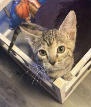 Primary Color Brown Tabby Weight 2125lbs Age 0yrs 3mths 1wks Animal has been Spayed