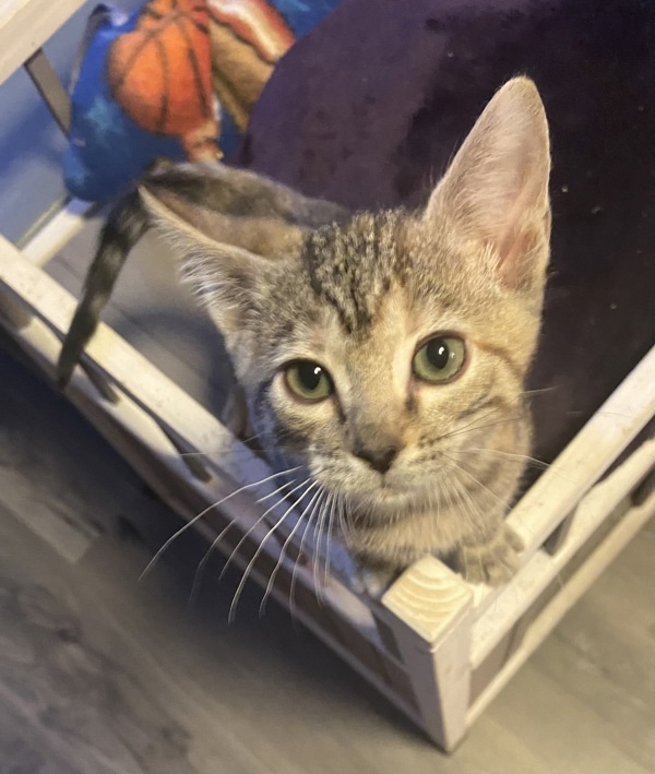 Brownie Batter, an adoptable Domestic Short Hair in Spokane Valley, WA, 99212 | Photo Image 1