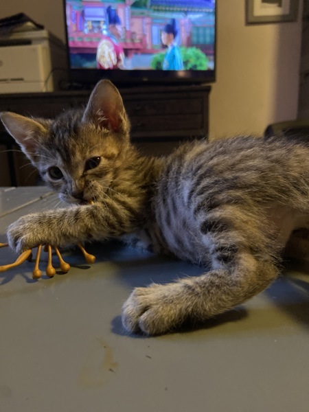 Brownie Batter, an adoptable Domestic Short Hair in Spokane Valley, WA, 99212 | Photo Image 2
