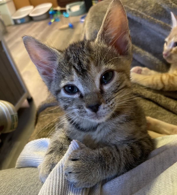 Brownie Batter, an adoptable Domestic Short Hair in Spokane Valley, WA, 99212 | Photo Image 3