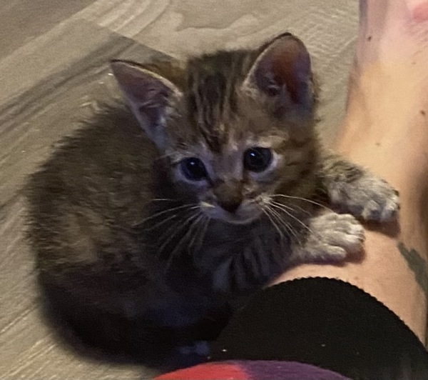 Brownie Batter, an adoptable Domestic Short Hair in Spokane Valley, WA, 99212 | Photo Image 4
