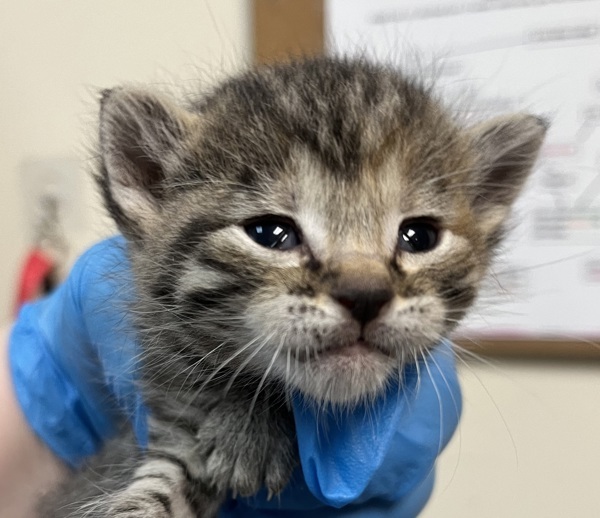 Brownie Batter, an adoptable Domestic Short Hair in Spokane Valley, WA, 99212 | Photo Image 5