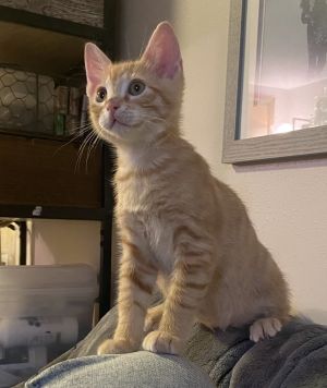 Primary Color Orange Tabby Weight 30625lbs Age 0yrs 3mths 1wks Animal has been Neutered