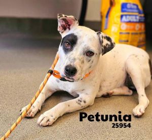 Petunia Australian Cattle Dog / Blue Heeler Dog