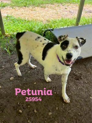 Primary Color White Secondary Color Black Weight 38lbs Age 2yrs 0mths 2wks Animal has been Spaye