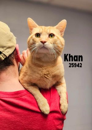 Khan Domestic Short Hair Cat
