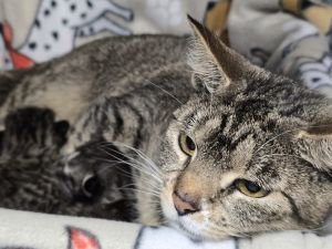 Talluleh, Adult Female Domestic Short Hair