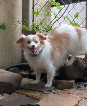 Primary Color Brown Secondary Color White Weight 1492lbs Age 6yrs 8mths 0wks Animal has been Ne