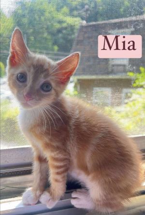 Mia, Baby Female Domestic Short Hair