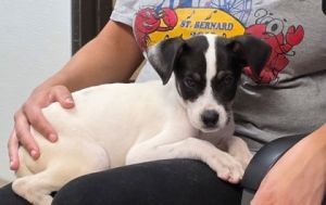 Dory Mixed Breed Dog