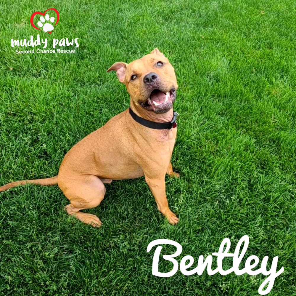 Bentley