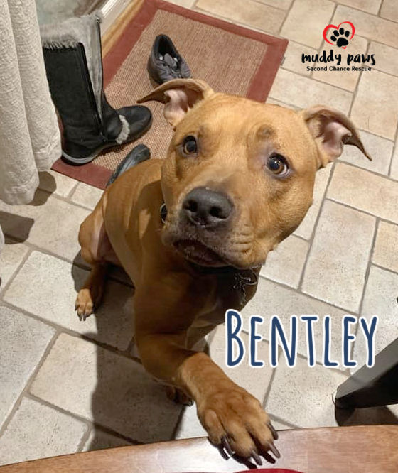 Bentley