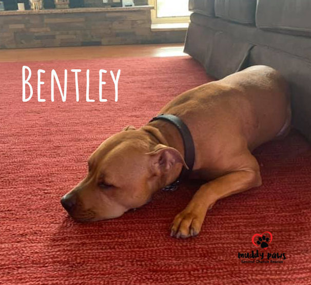 Bentley