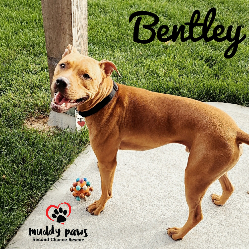 Bentley