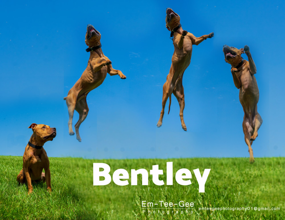 Bentley
