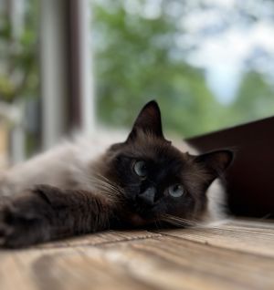 Party Girl, Adult Female Siamese