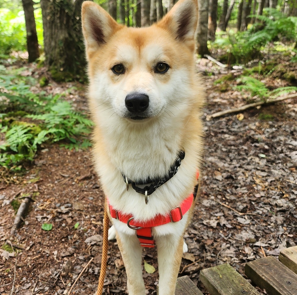 Foxy, an adoptable Shiba Inu, Mixed Breed in Trenton, ME, 04605 | Photo Image 1