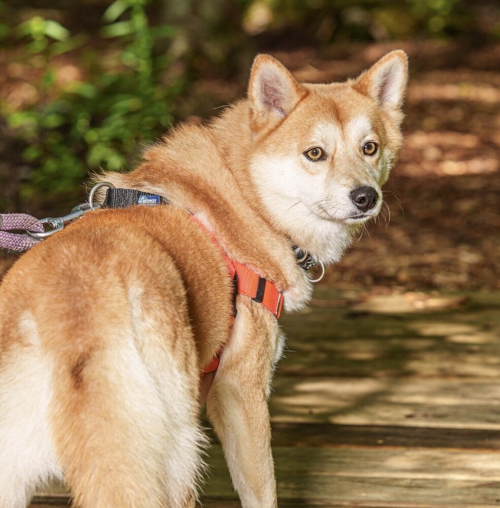 Foxy, an adoptable Shiba Inu, Mixed Breed in Trenton, ME, 04605 | Photo Image 2