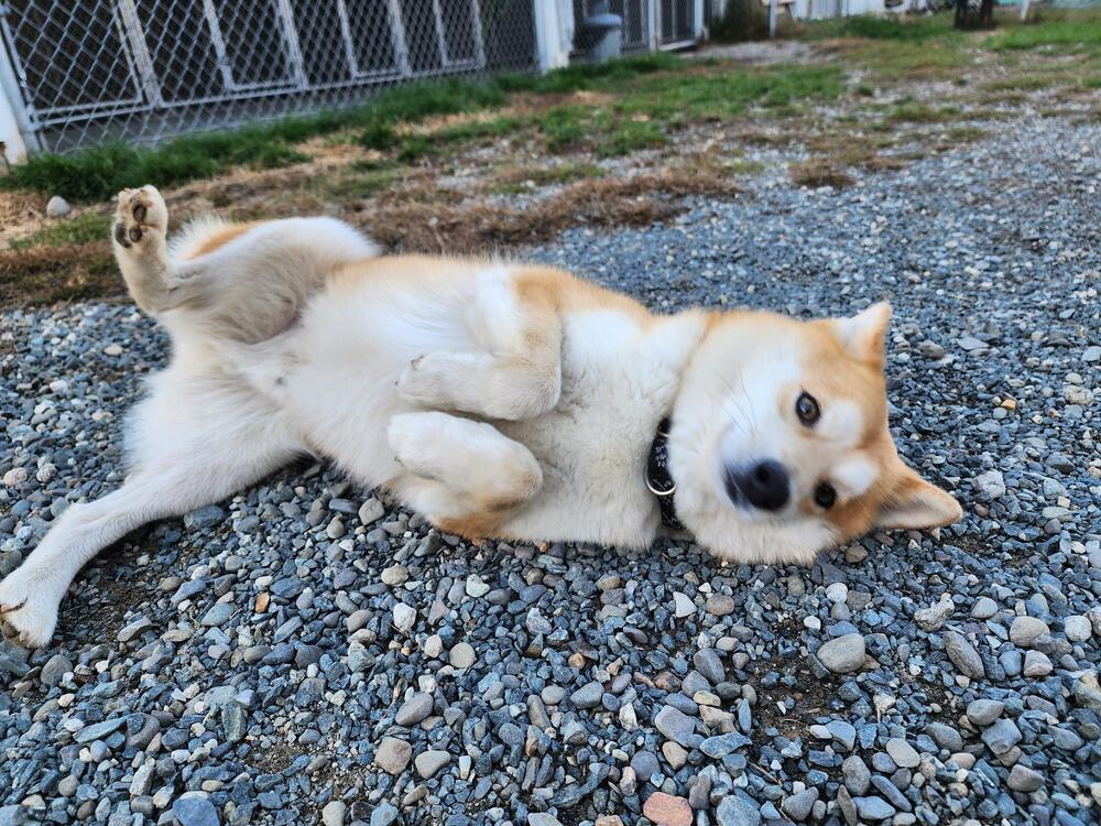 Foxy, an adoptable Shiba Inu, Mixed Breed in Trenton, ME, 04605 | Photo Image 3