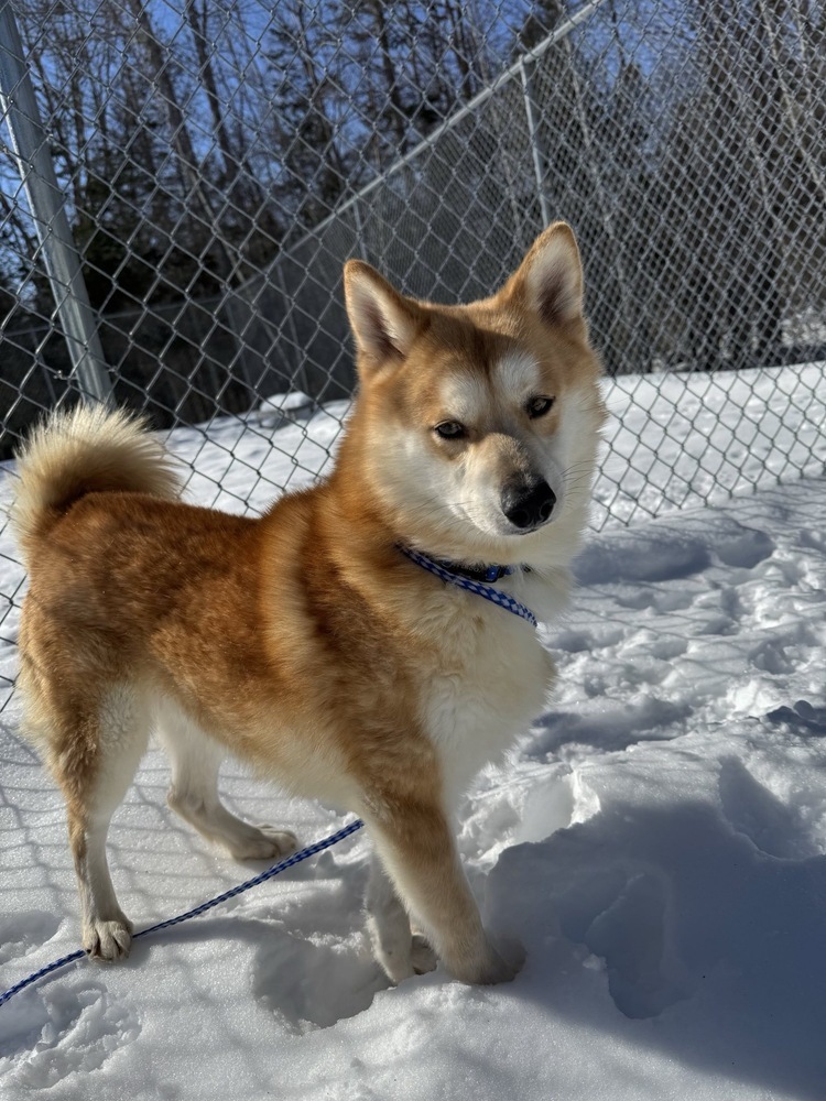 Foxy, an adoptable Shiba Inu, Mixed Breed in Trenton, ME, 04605 | Photo Image 4