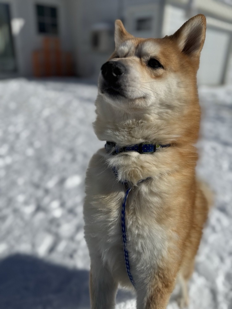 Foxy, an adoptable Shiba Inu, Mixed Breed in Trenton, ME, 04605 | Photo Image 4