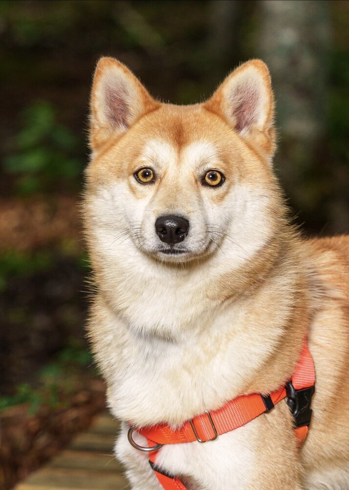 Foxy, an adoptable Shiba Inu, Mixed Breed in Trenton, ME, 04605 | Photo Image 5