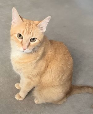 Baylee, Adult Male unknown