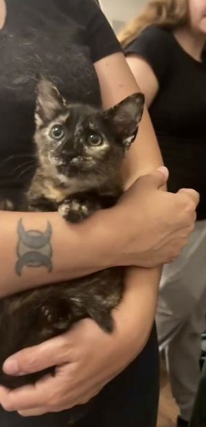 Princess Petty Pants (Available for pre-adoption), Young Female Tortoiseshell