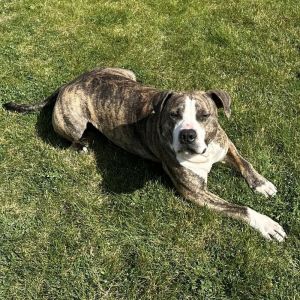 Rex - AVAILABLE Pit Bull Terrier Dog
