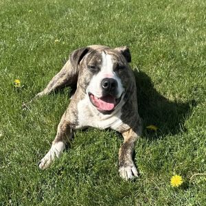 Are you looking for a loyal companion who is a master cuddler and has great list