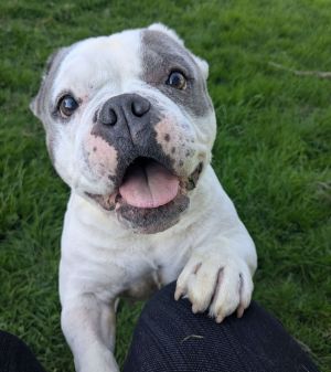 Miss Squish Muffin - AVAILABLE American Bulldog Dog