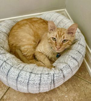 Hello there My name is Garfield I am a gorgeous maincoonsiberian mixI have a very fluffy tail and