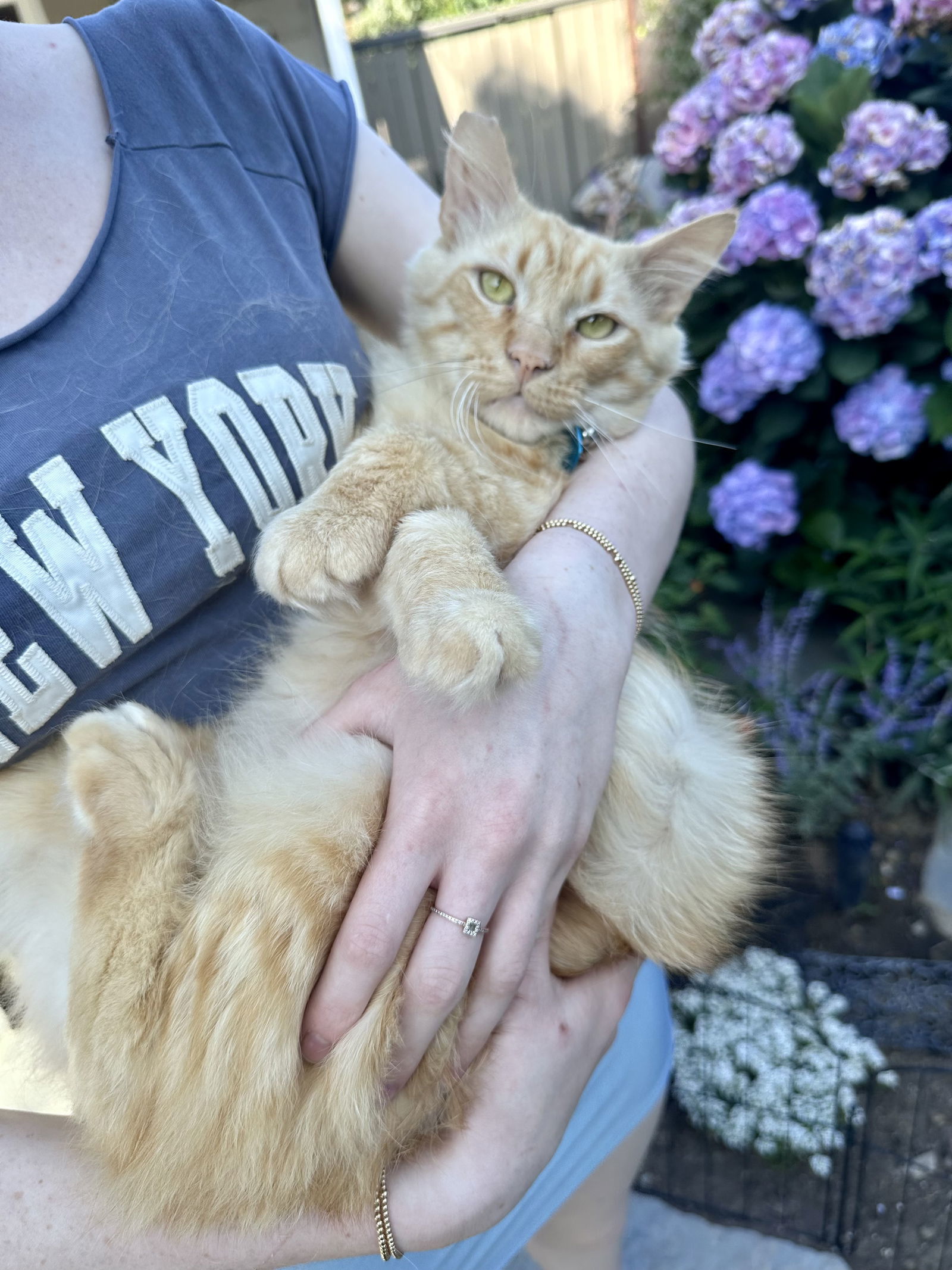 Garfield/Smiley boy, an adoptable Maine Coon, Siberian in Long Beach, CA, 90802 | Photo Image 1