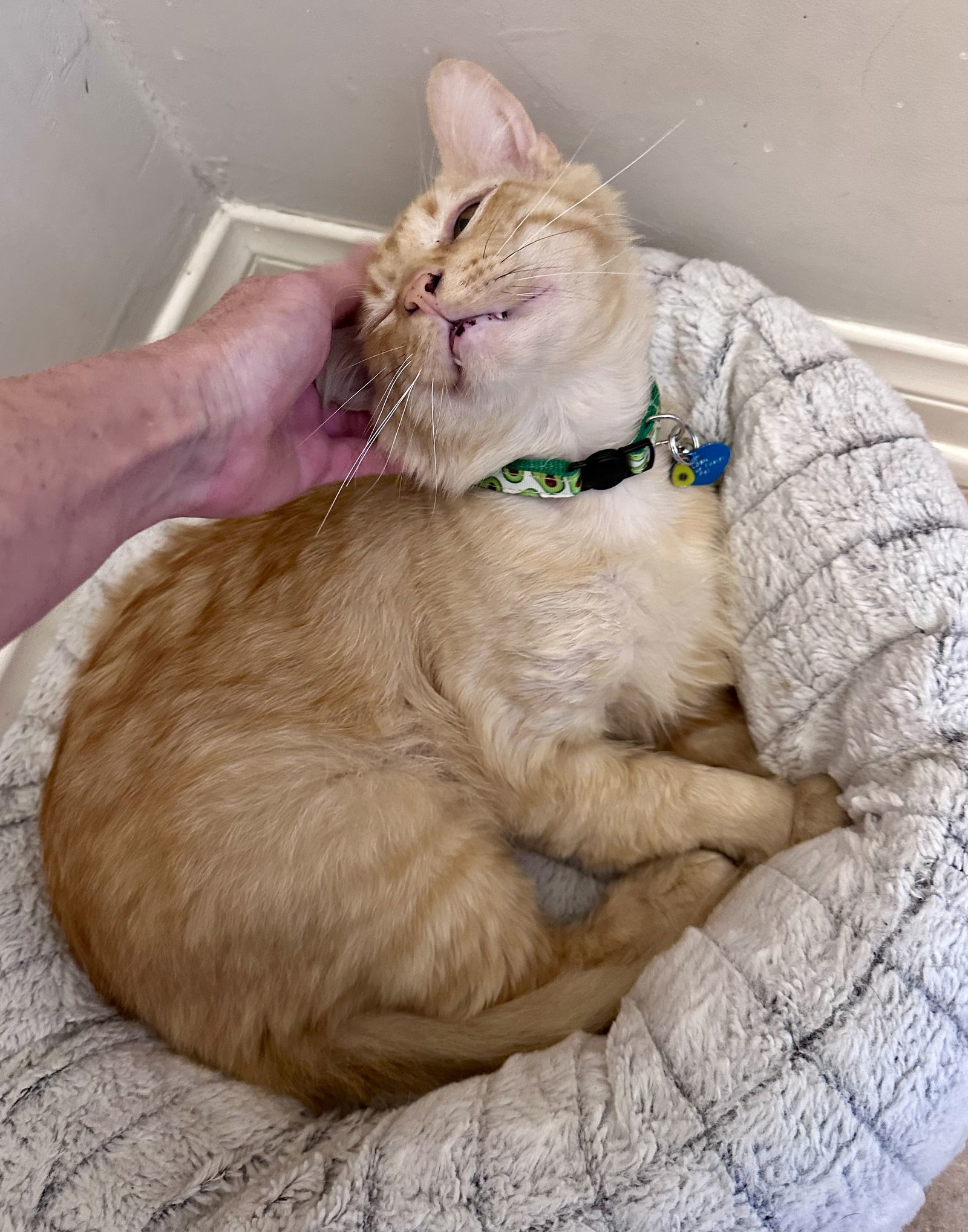 Garfield, an adoptable Maine Coon, Siberian in Long Beach, CA, 90802 | Photo Image 2