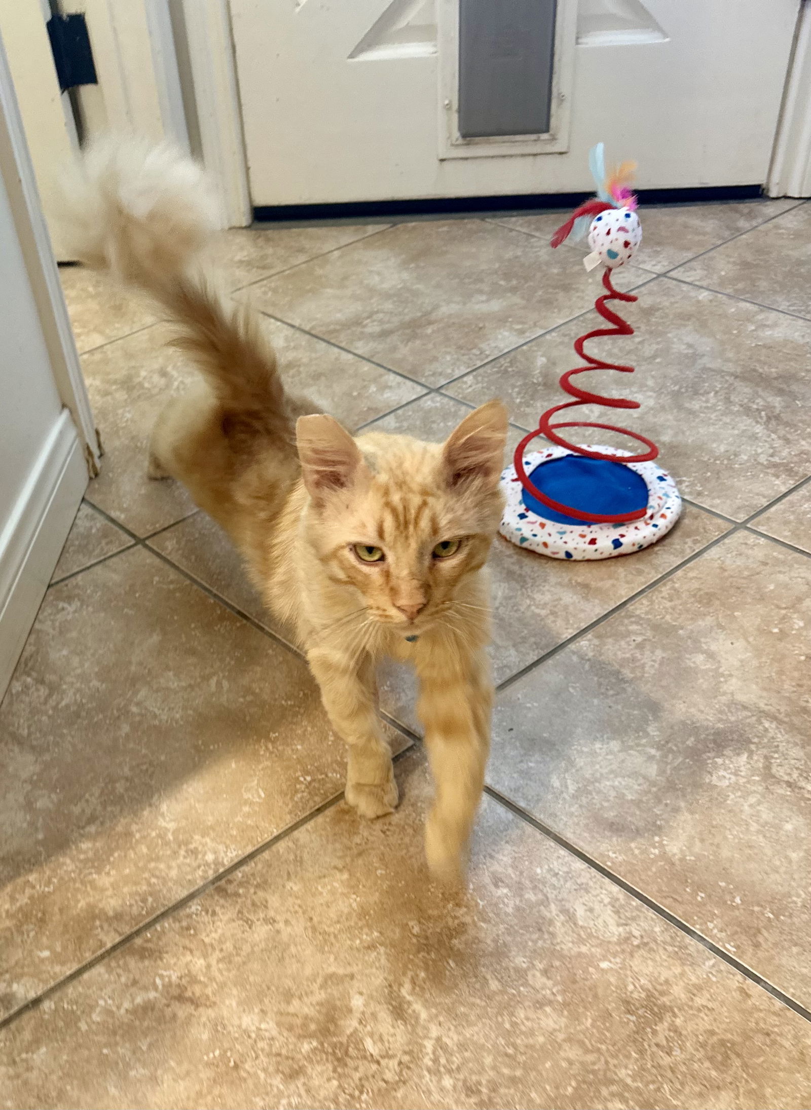 Garfield, an adoptable Maine Coon, Siberian in Long Beach, CA, 90802 | Photo Image 3