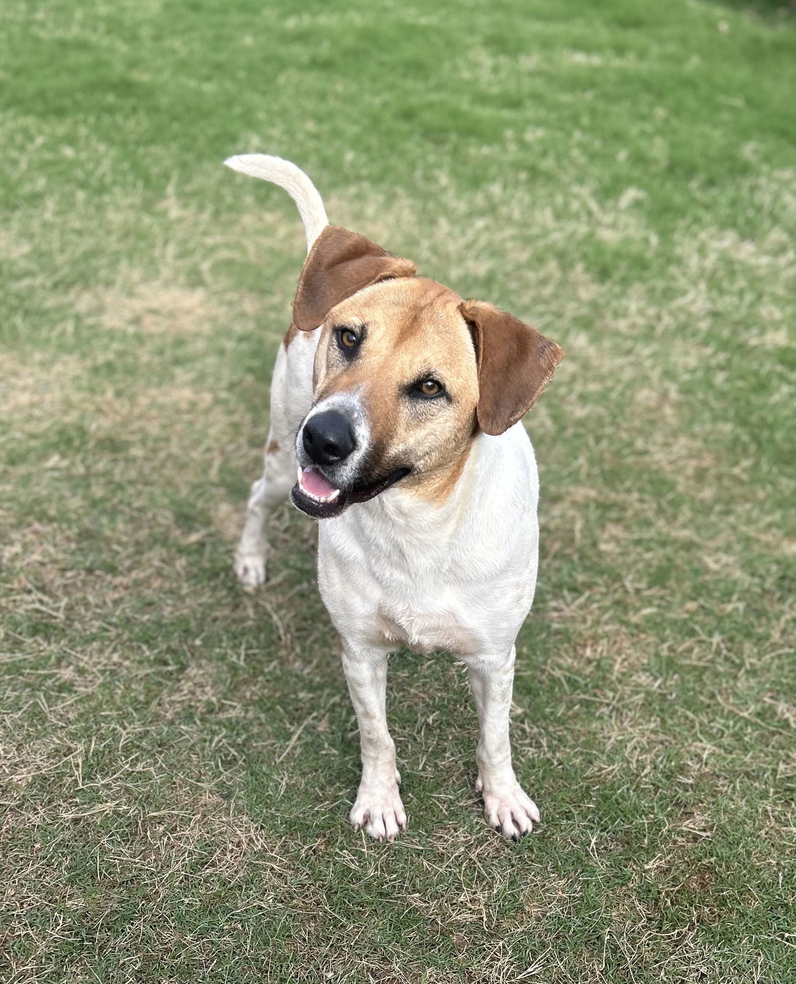 DUKE