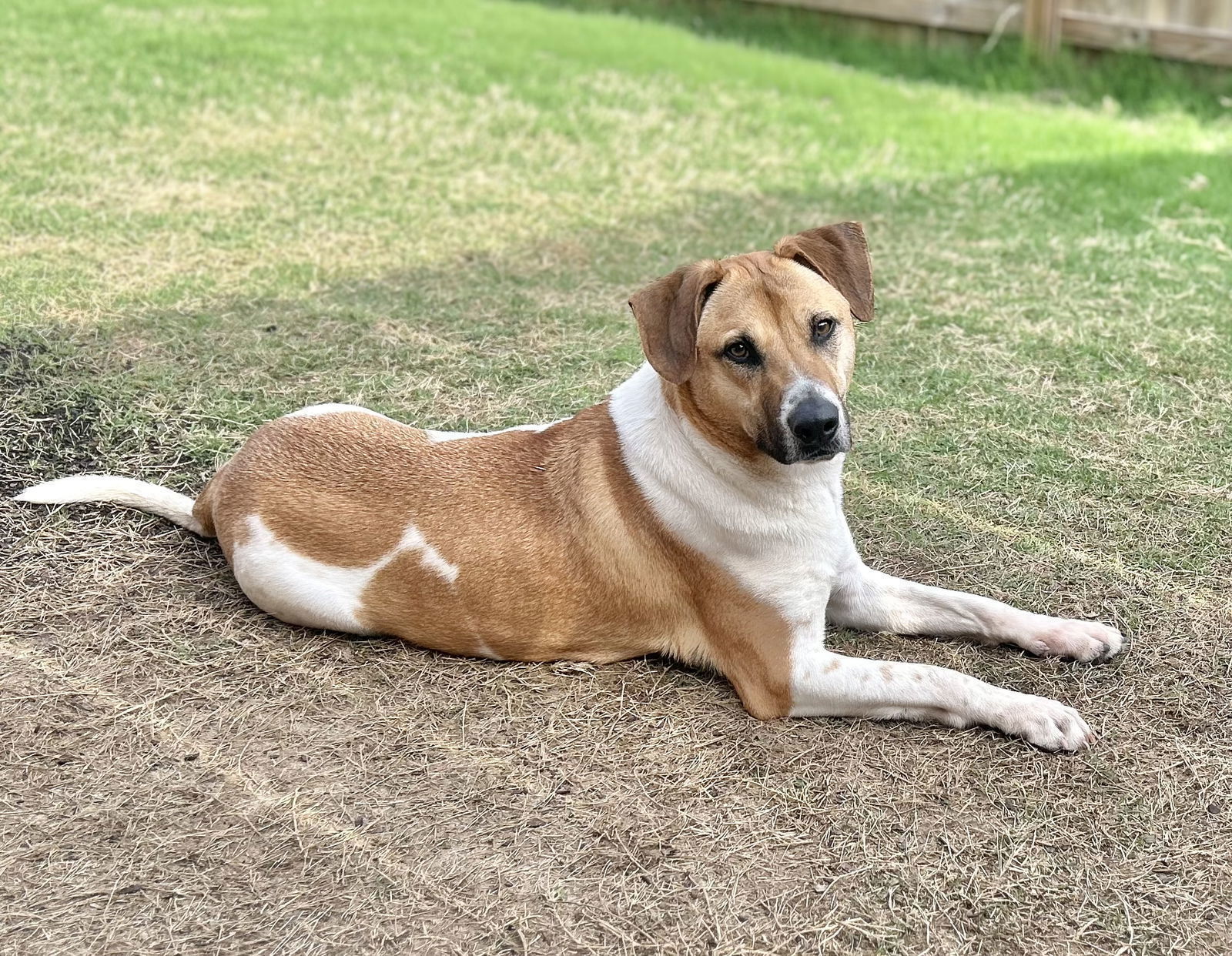 DUKE