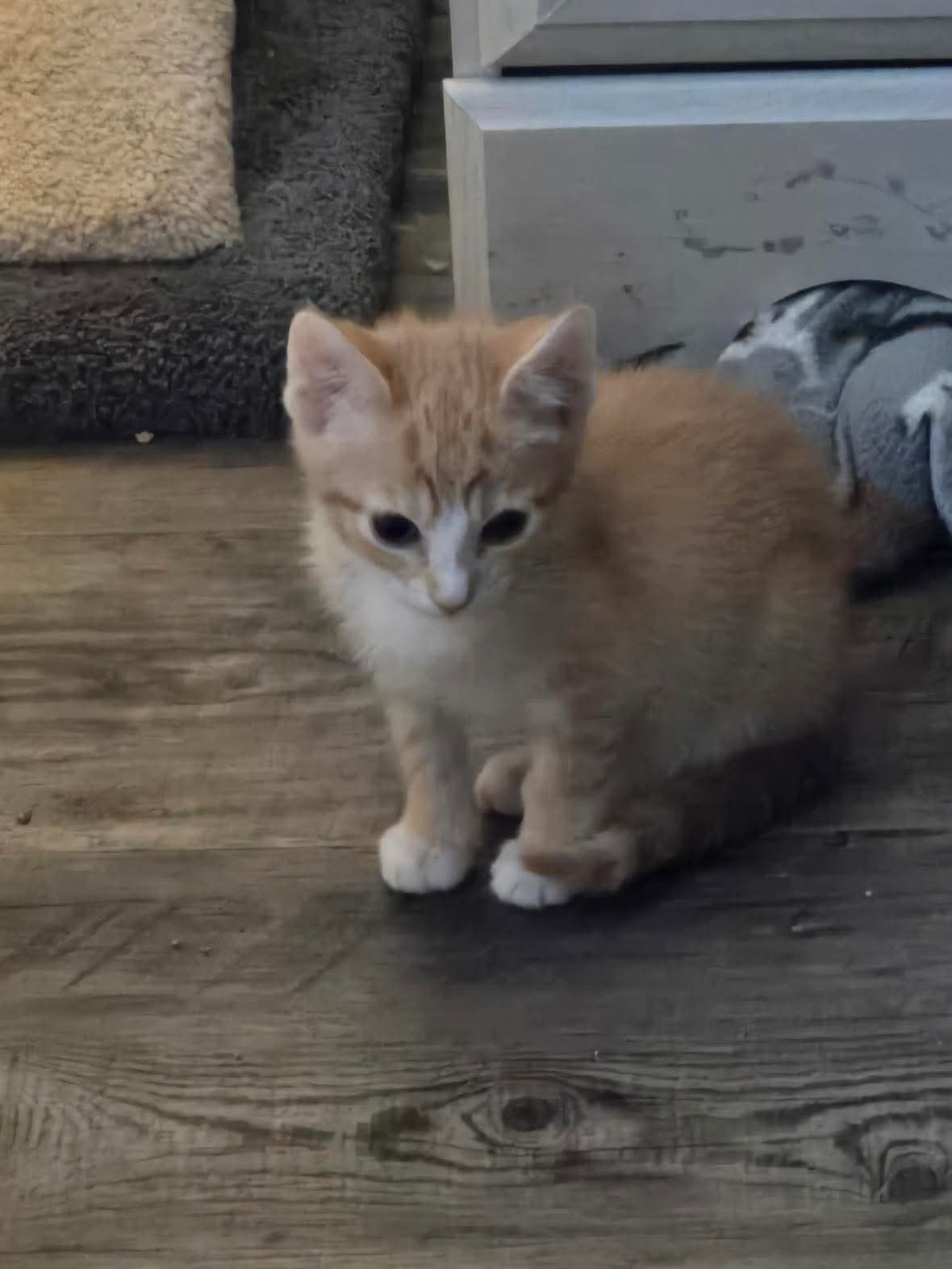Rocky - Not at shelter (Kristy)