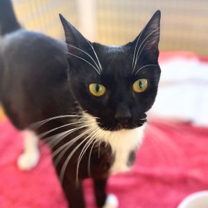 Hello I am Nicole a 2-year-old spayed female black and white domestic short-haired cat Im a l