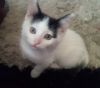 VANNE photo 3